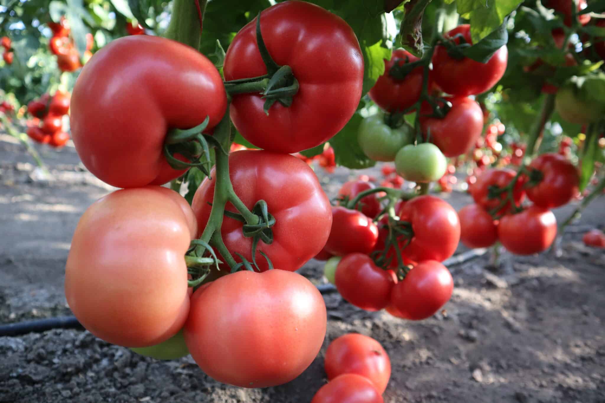 tomato indet 41010