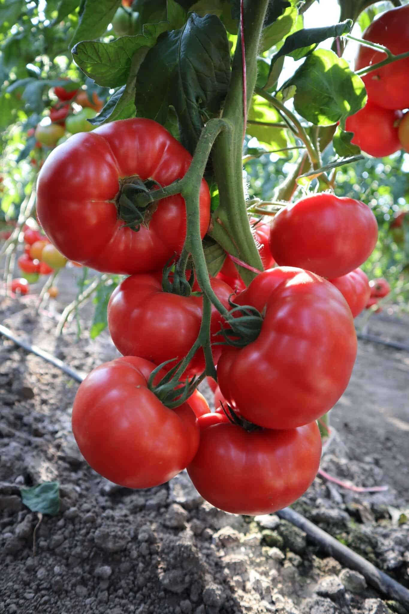 tomato indet 41009