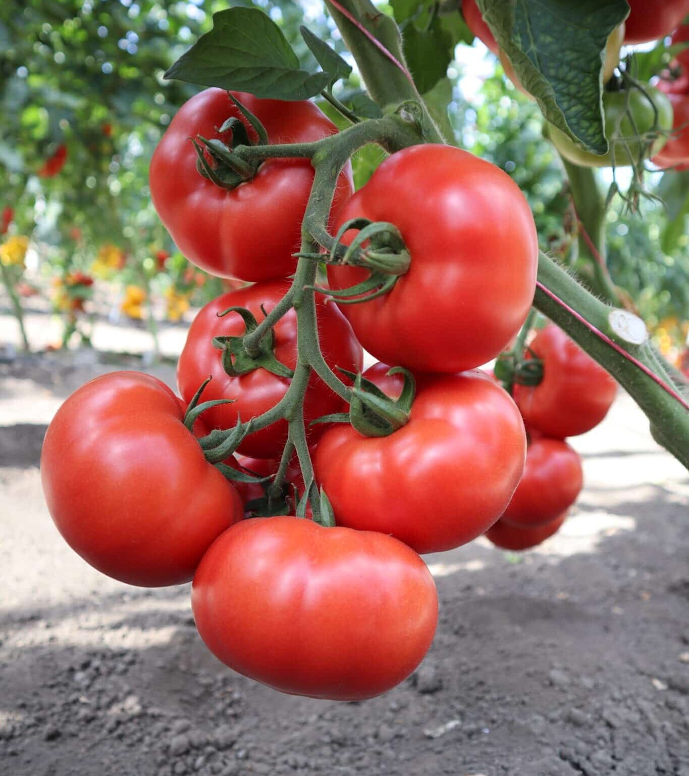 tomato indet 45004