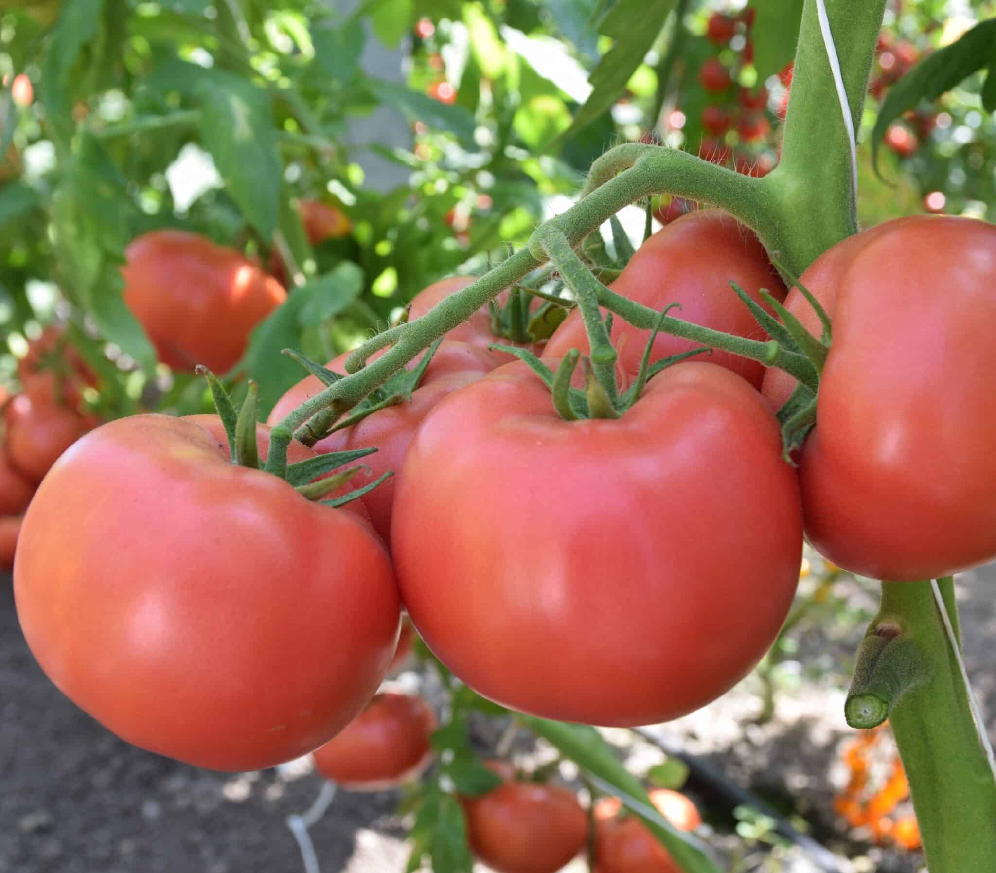 tomato indet 5054