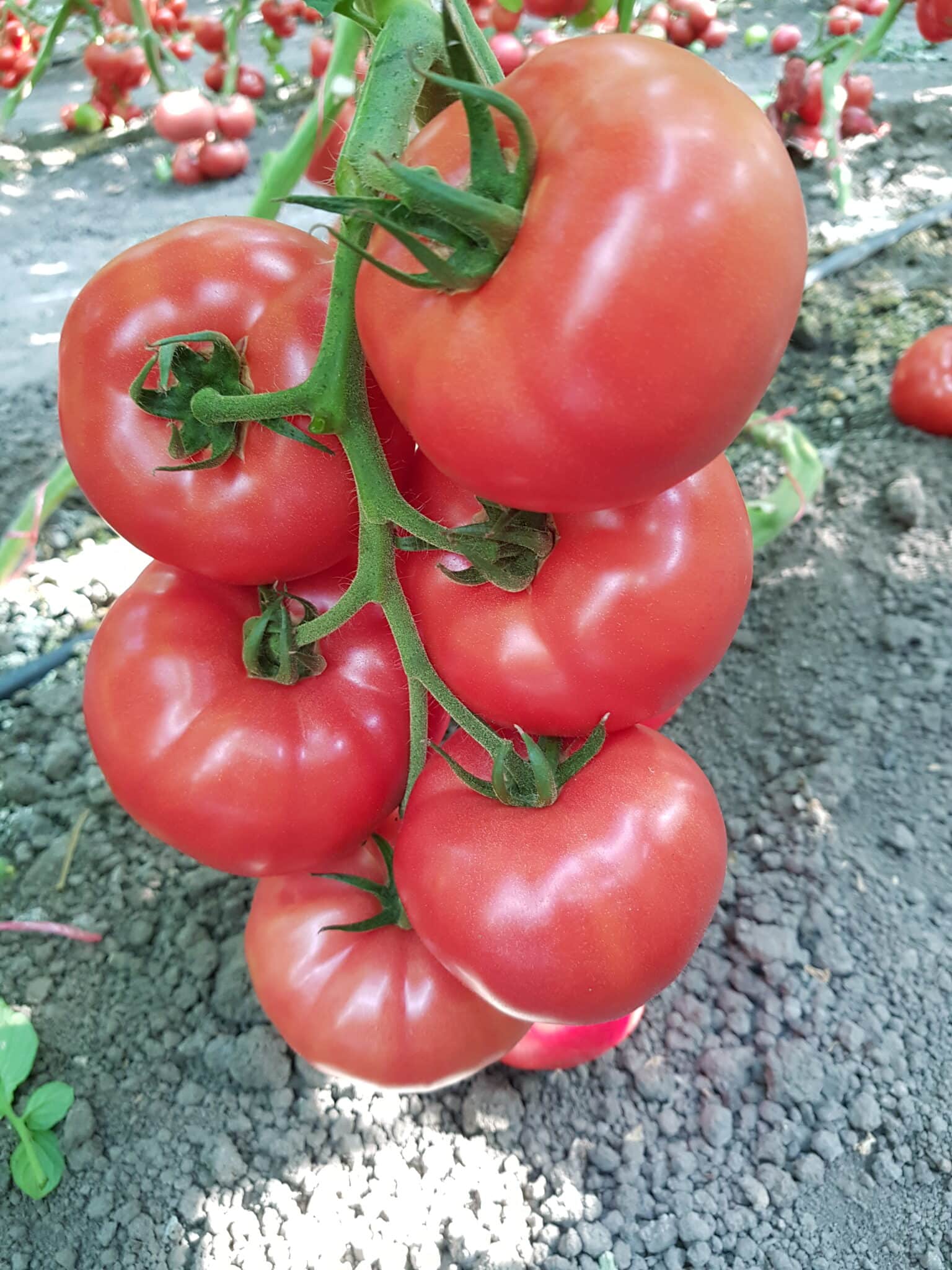 tomato indet 5494