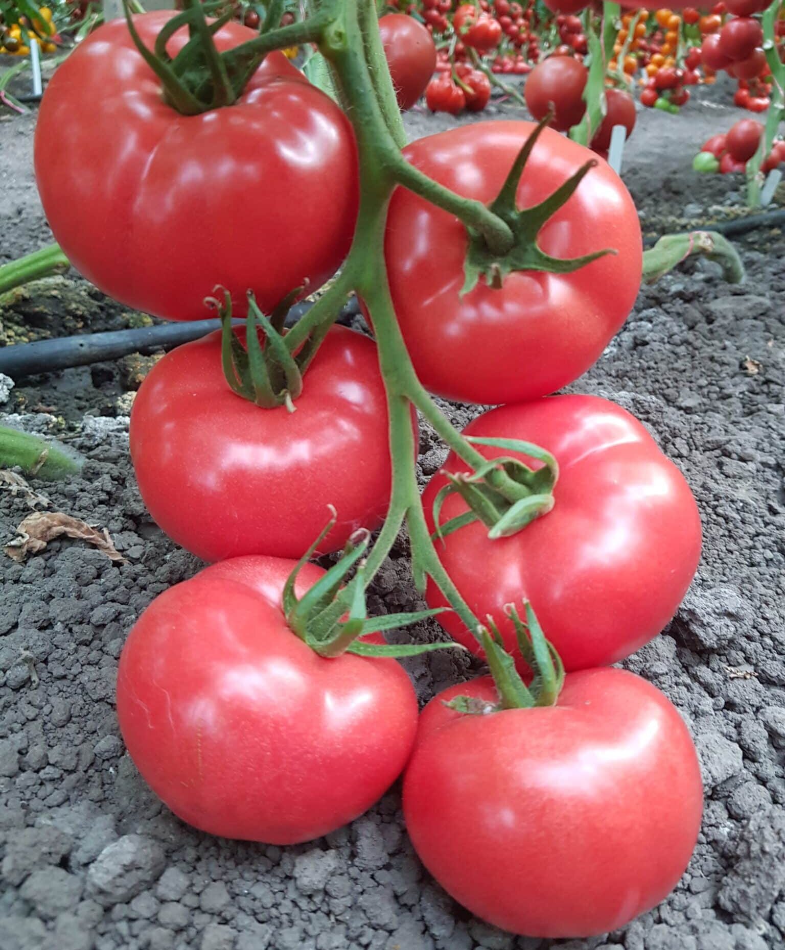 tomato indet 5497