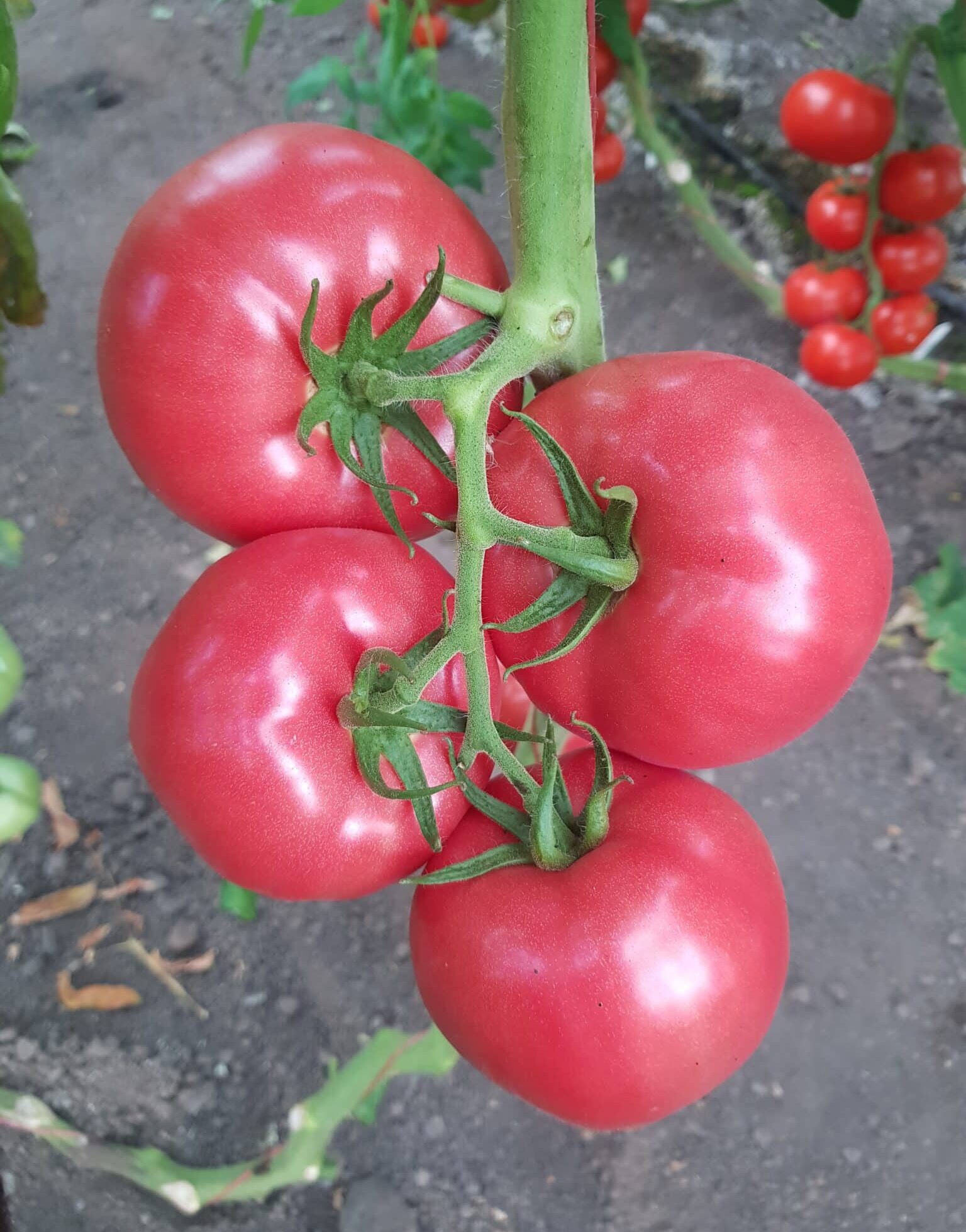 tomato indet 5498