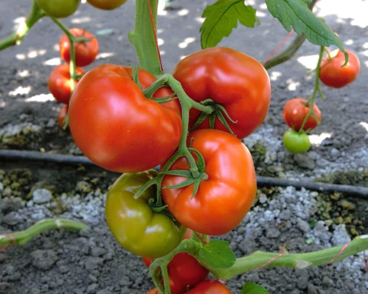 tomato indet 5516