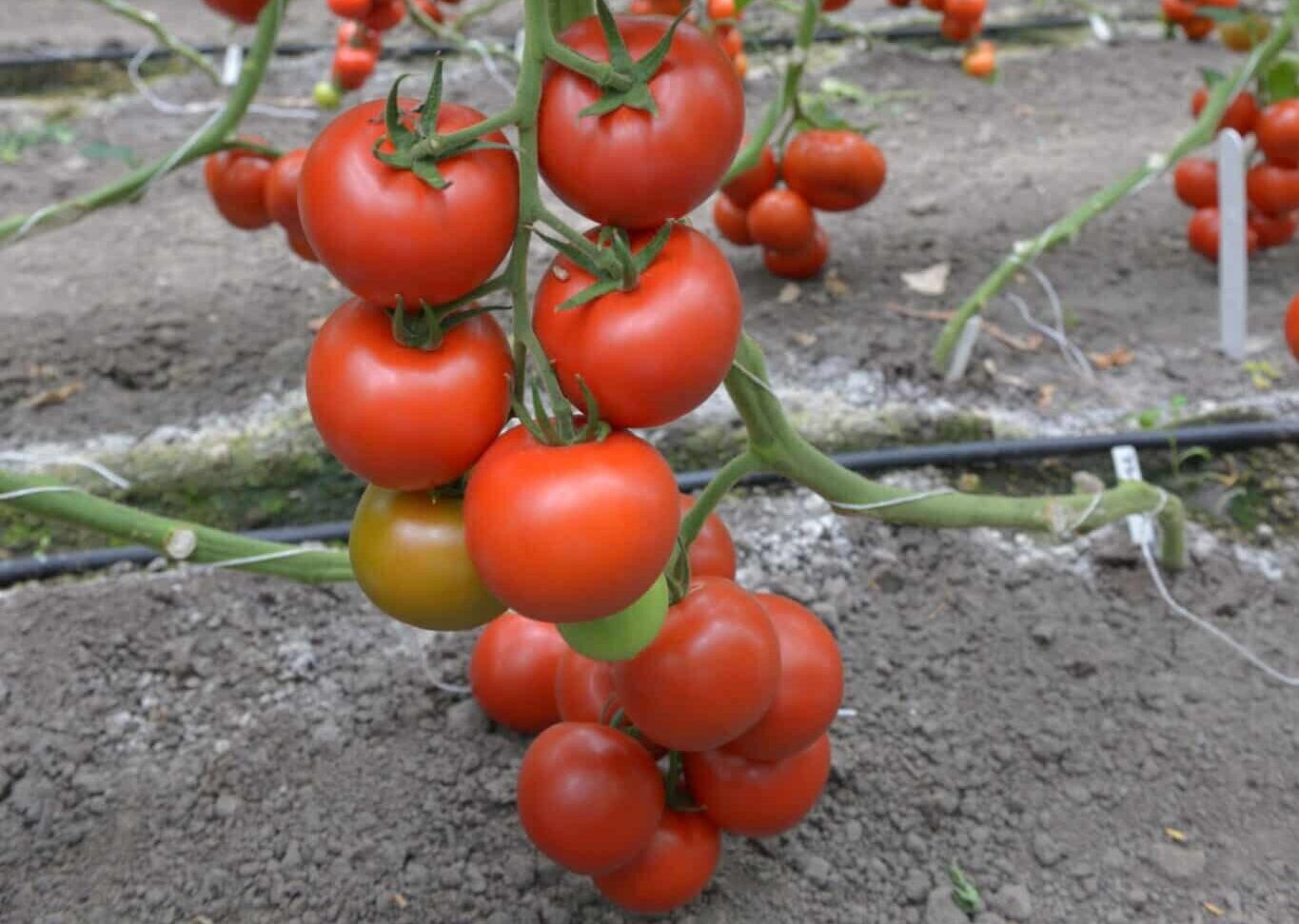 tomato indet 73-113