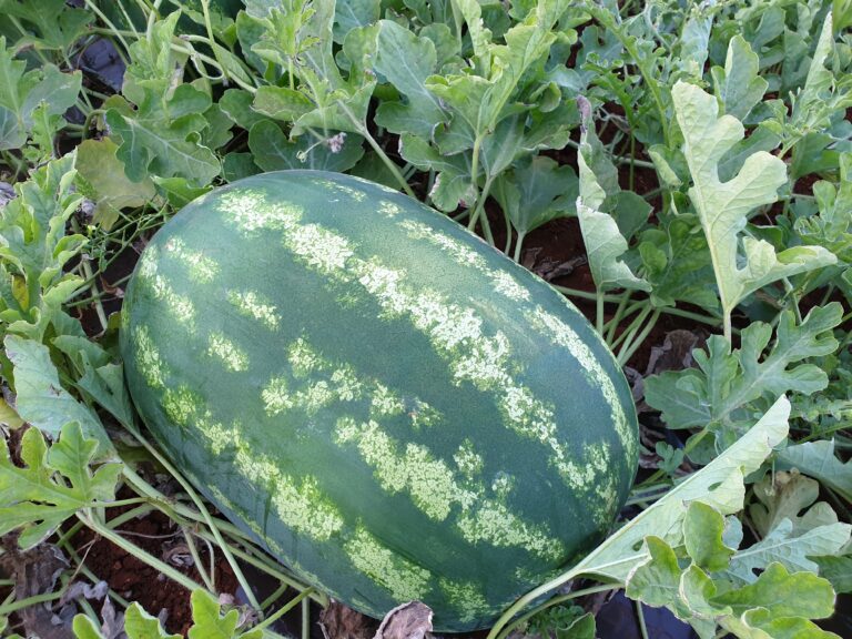 75114-20210615_192509-1-