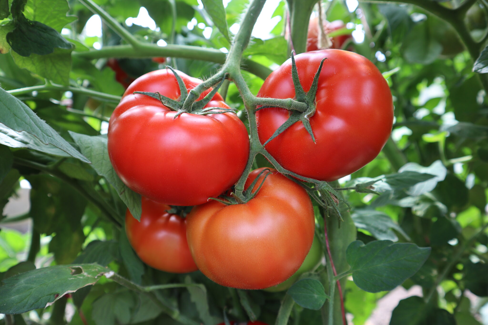 ES 99012 F1 new globe red determinate tomato Ergon Seed